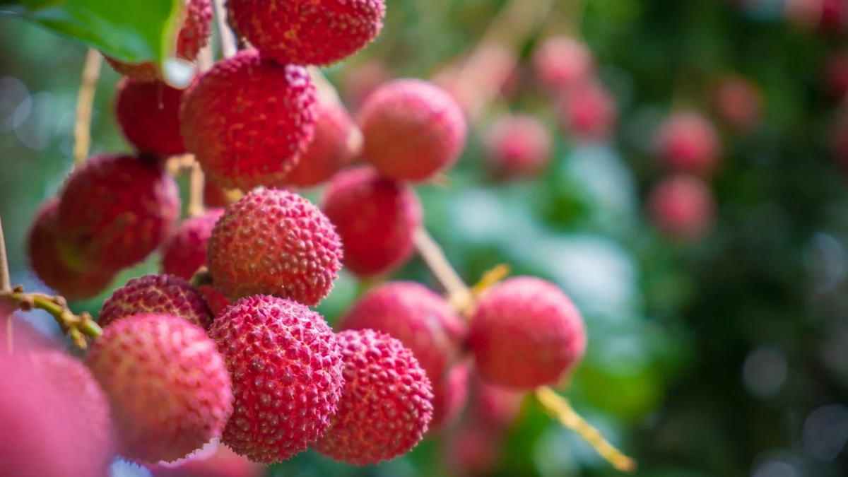 litchi varieties and their origin in india