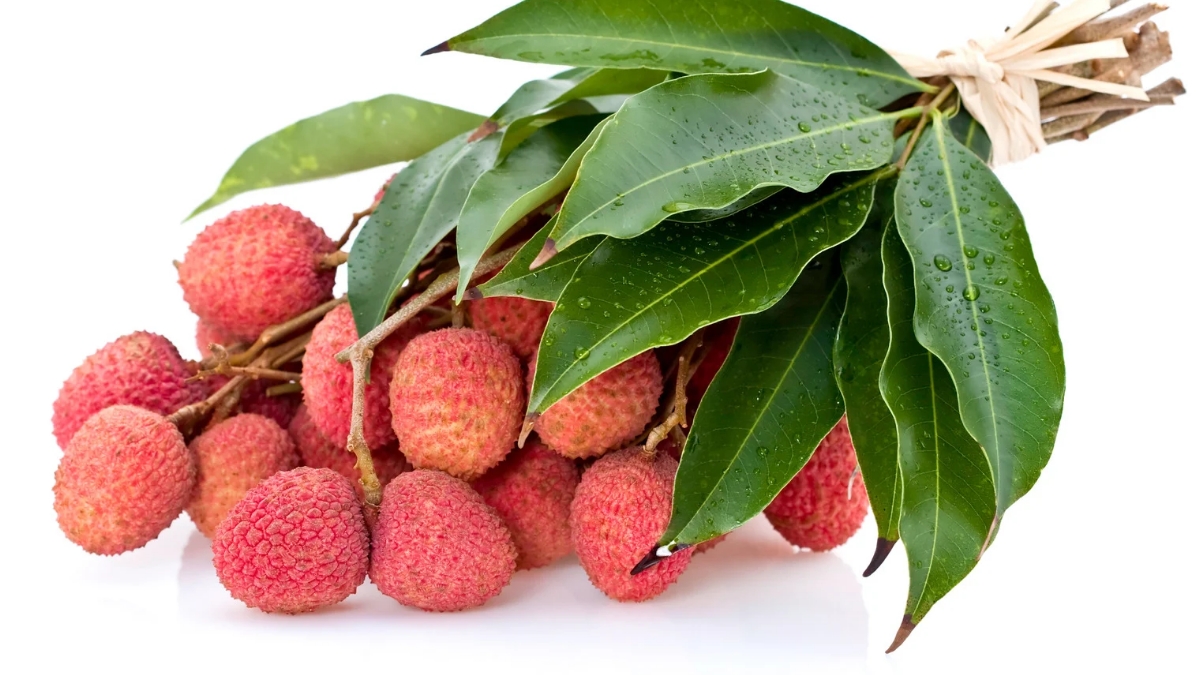 types of litchi grown in india