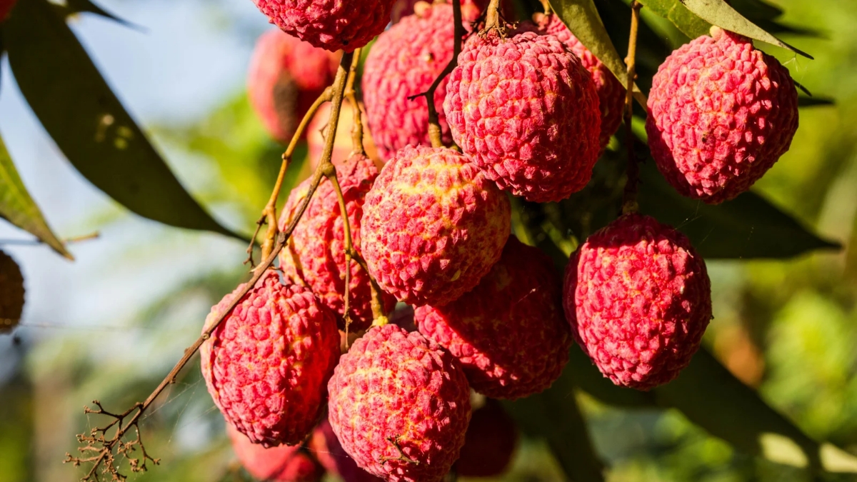 varieties of Litchis found in india