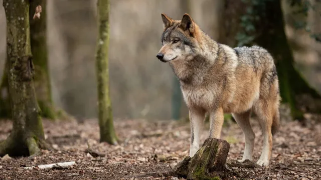 suspected-grey-wolf-spotted-on-delhi-streets-after-80-years-rare-sighting-sparks-shock-and-awe