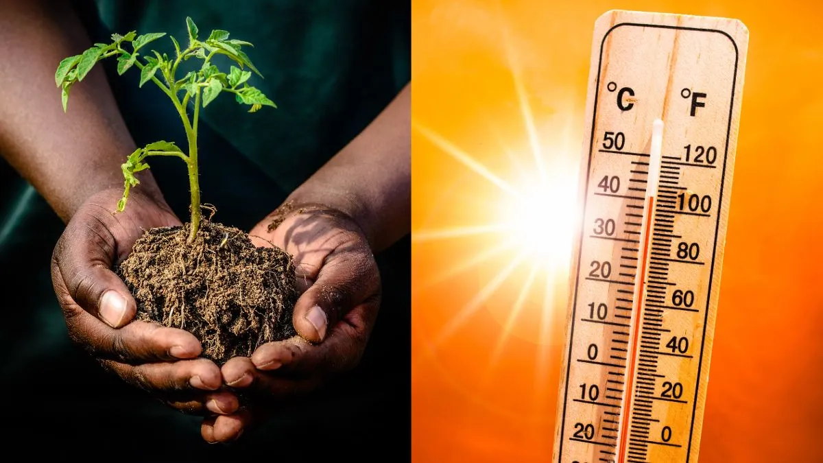 nautapa-2025-planting-these-5-saplings-during-this-9day-period-might-bring-prosperity