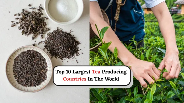 top-10-largest-tea-producing-countries-in-the-world-know-where-india-ranks