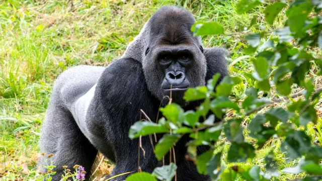 today-google-googly-do-gorillas-sleep-in-caves-or-nests-the-answer-will-shock-you