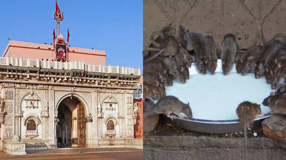 pm-modi-visits-karni-mata-temple-in-rajasthan-know-interesting-facts-about-this-unique-temple-where-food-is-shared-with-rats
