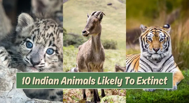 list-of-10-animals-found-in-india-that-are-likely-to-become-extinct