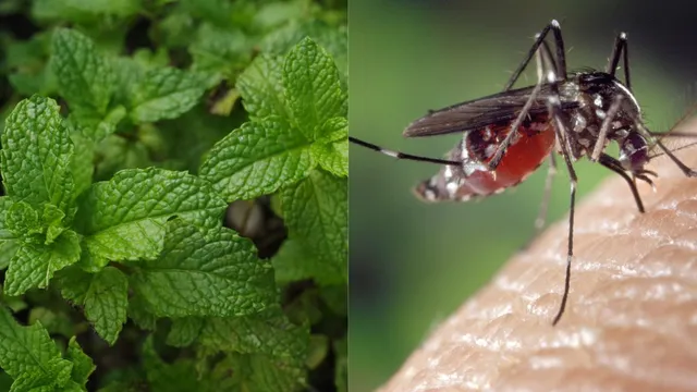 5-must-have-plants-that-keep-mosquitoes-away-naturally-from-home