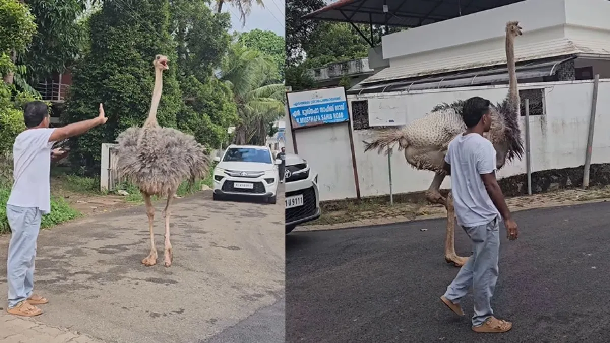 huge-ostrich-roams-through-crowded-kerala-street-netizens-joke-keralites-are-importing-everything-viral-video
