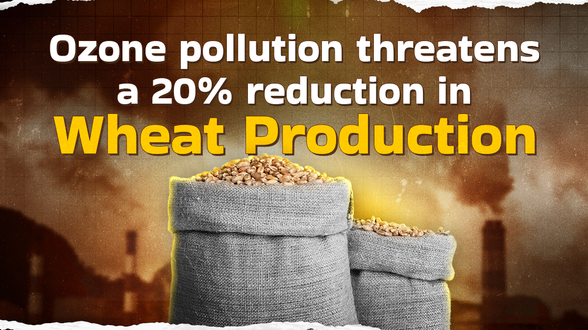 Ozone Pollution: The Hidden Threat Behind Declining Crop Yields And Rising Food Shortages