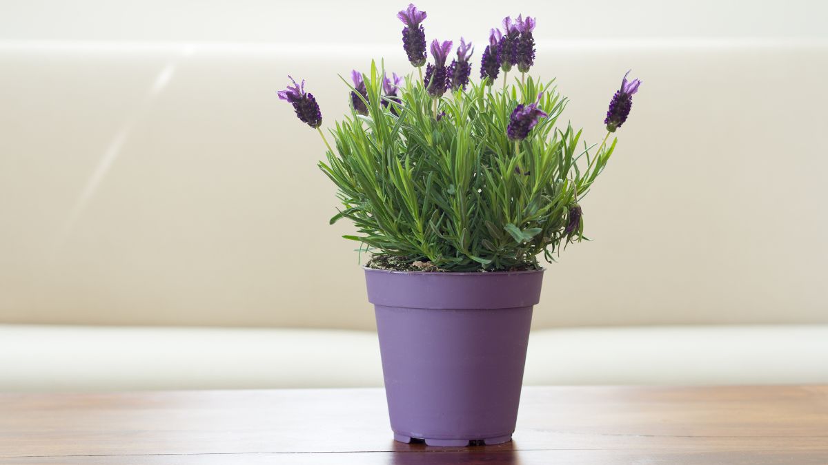 Lavender Plant Repel Mosquitoes