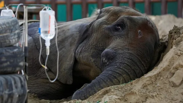 pakistani-doctors-are-feeding-madhubala-and-malika-400-human-pills-a-day-why-are-the-tbinfected-elephants-treated-like-humans-heres-the-reason