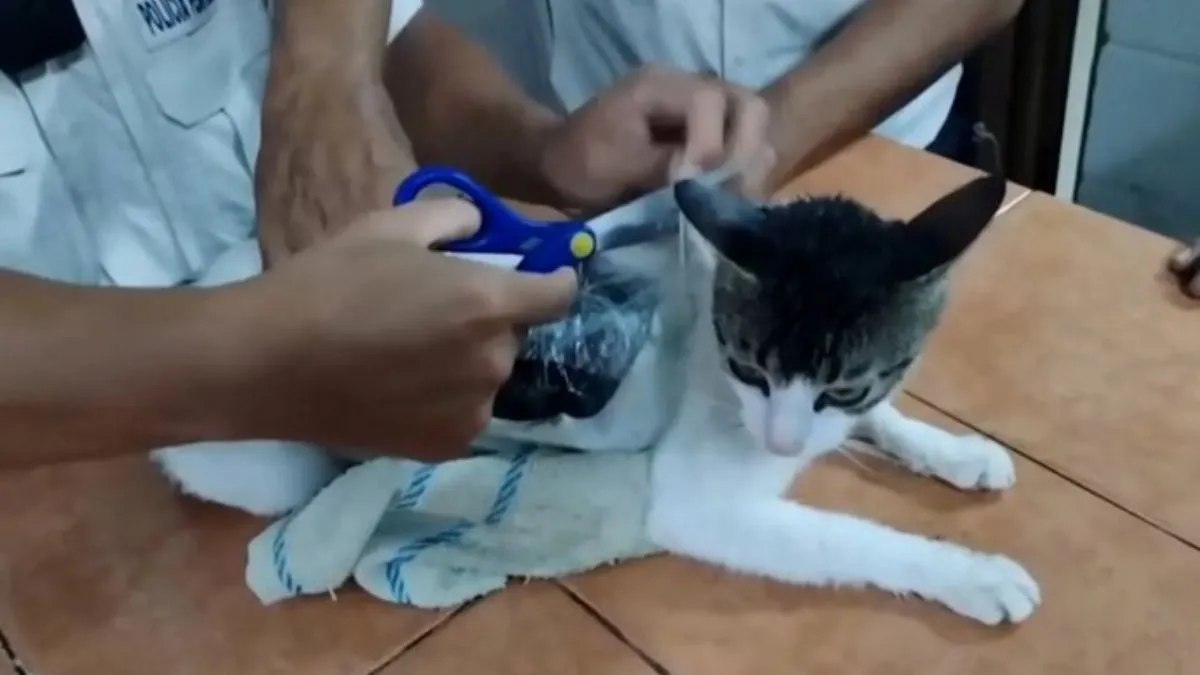 narco-cat-busted-kitty-with-cocaine-and-marijuana-caught-inside-costa-rica-prison-watch