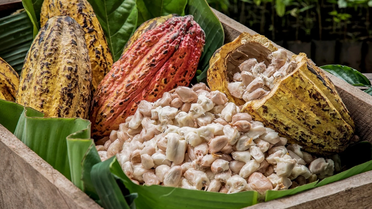 top 10 cocoa producing countries in the world 2025 1