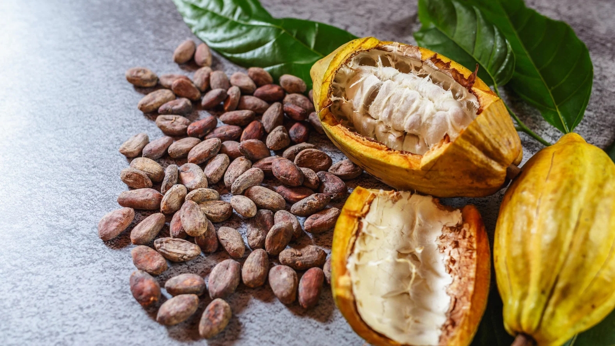 top 10 cocoa producing countries in the world 2025 3
