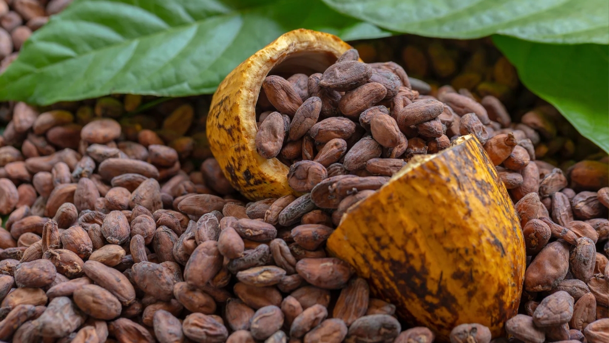 top 10 cocoa producing countries in the world 2025 4