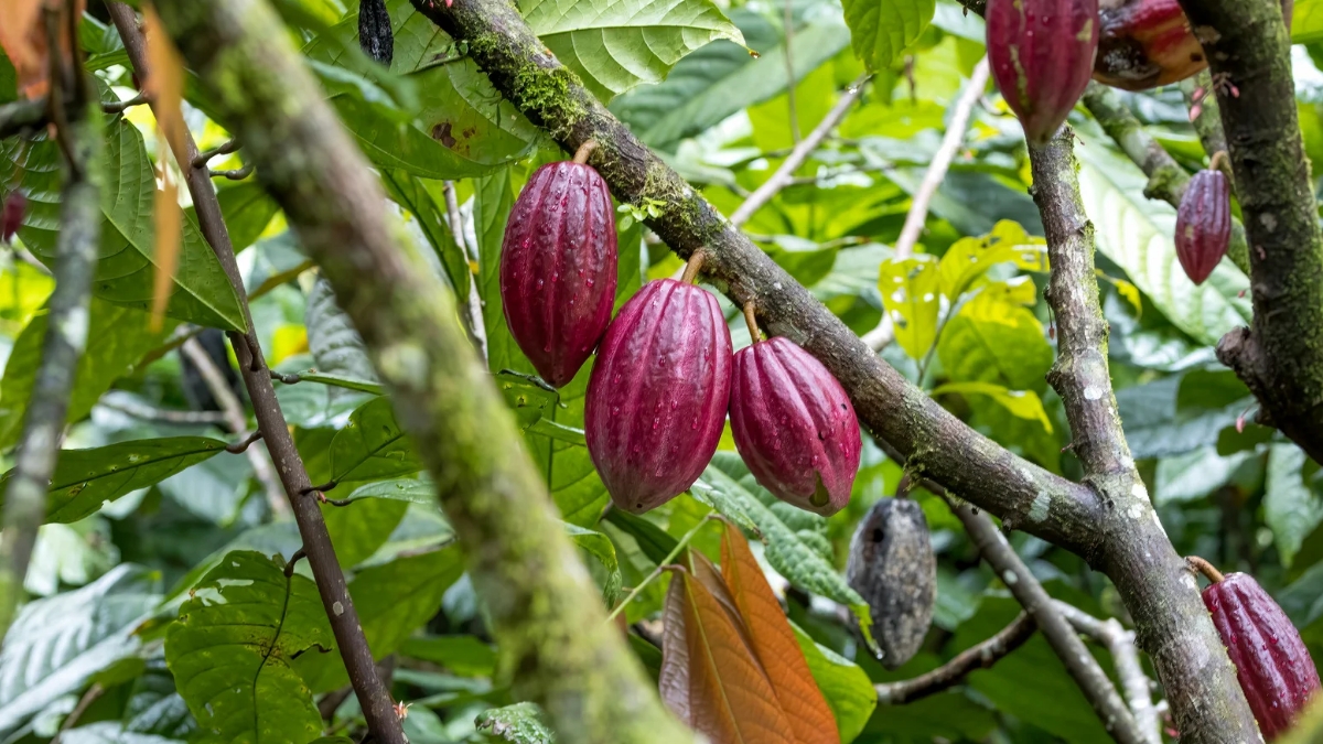 top 10 cocoa producing countries in the world 2025.