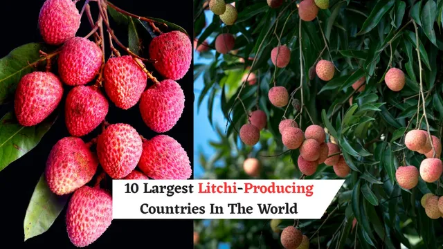 list-of-10-largest-litchi-producing-countries-in-the-world-china-india-taiwan-and-others
