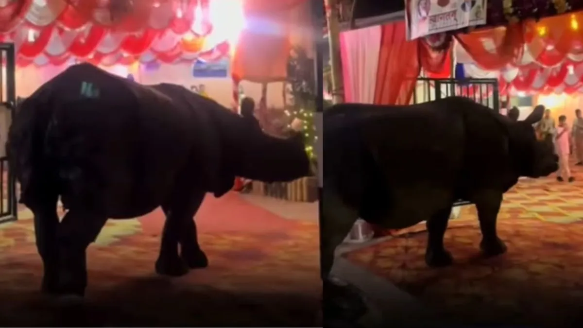chief-guest-hai-bhai-rhino-gatecrashes-nepal-wedding-leaves-guests-stunned-in-viral-video