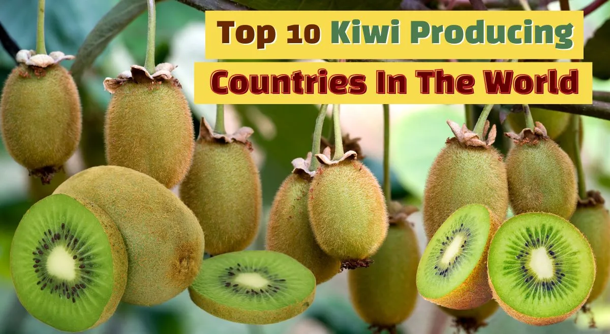 list-of-top-10-largest-kiwi-producing-countries-why-is-it-expensive-in-india