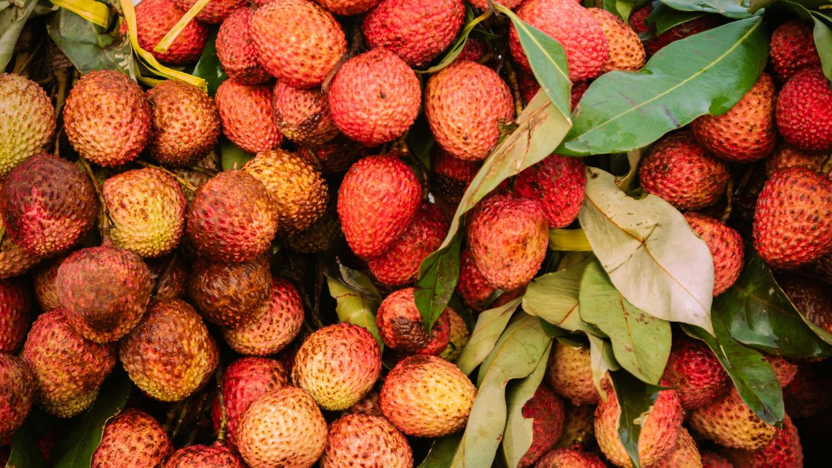 10 largest litchi producing countries in the world (1)