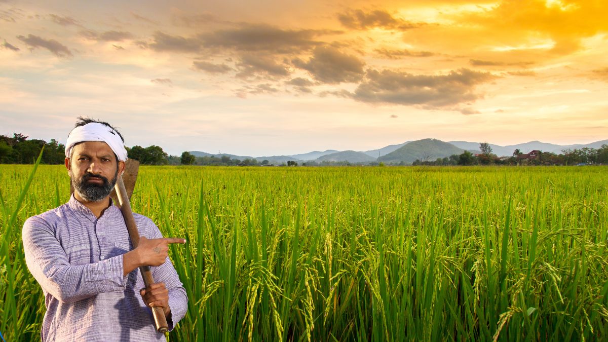 MSP For Kharif Crops: Union Cabinet Approves Over 3% Increase In Paddy MSP; Check New Per Quintal Rates Here