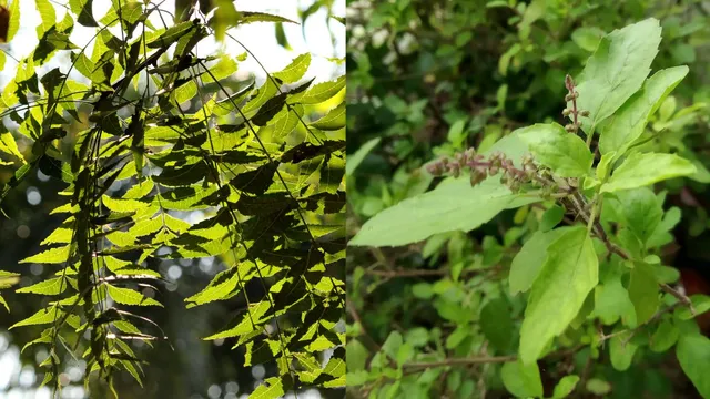 7-lucky-plants-in-hinduism-that-can-transform-your-life-check-significance-and-benefits