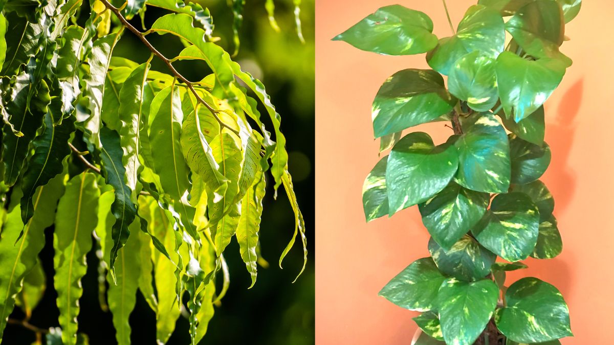 lucky-plants-hinduism-benefits