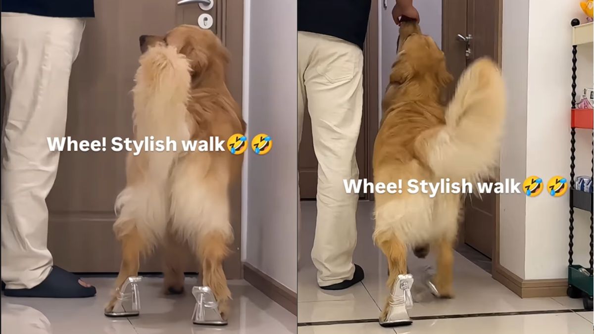 Golden Retriever Walks In Heels, Internet Slams It As Cruel Entertainment | Viral Video