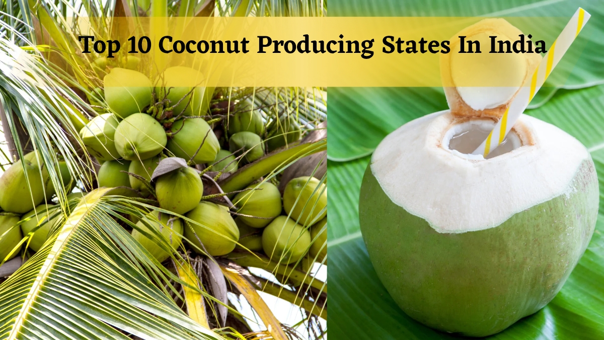 Top 10 Coconut Producing States In India: Why Coconut Water Is Referred As Magic Water