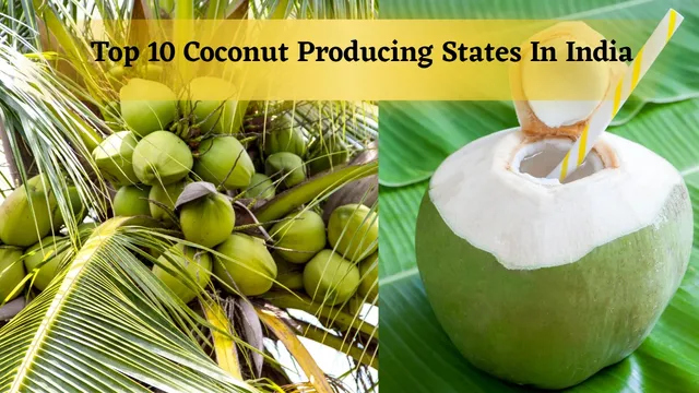 top-10-coconut-producing-states-in-india-why-coconut-water-is-referred-as-magic-water