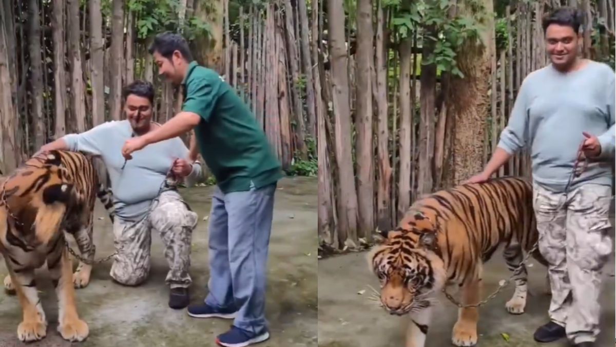 Tiger Brutally Attacks Indian Tourist While Taking Picture With It; What Happens Next Is Shocking | Viral Video