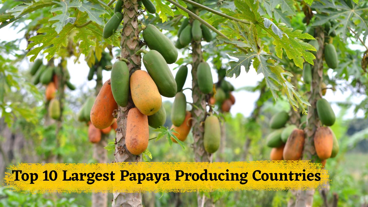 Top 10 Papaya Producing Countries In The World: Know Which Country Leads And Amazing Health Benefits Of This Tropical Fruit
