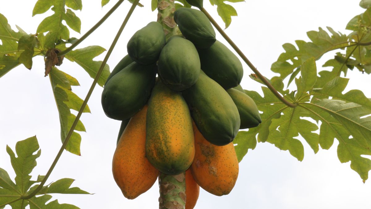 top 10 papaya producing countries in the world 1