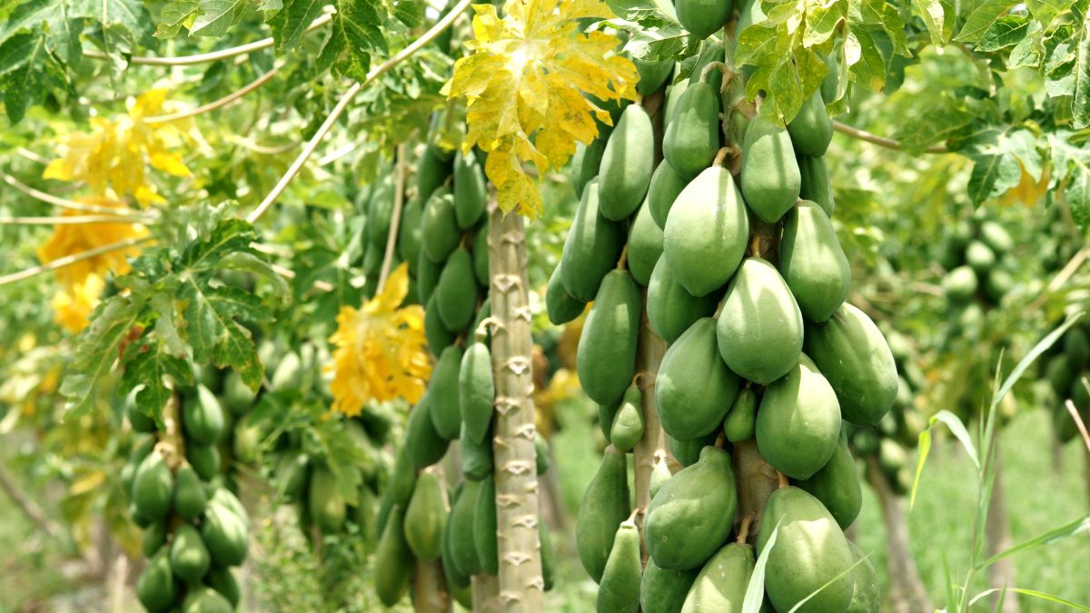 top 10 papaya producing countries in the world
