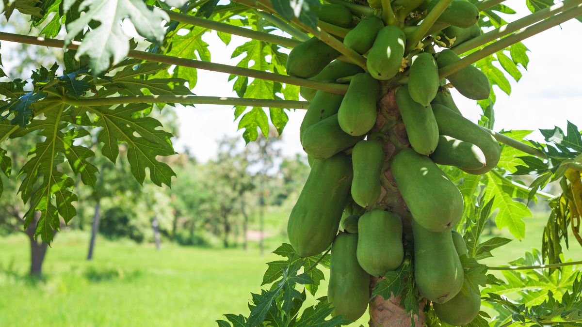 top 10 papaya producing countries in the world 3