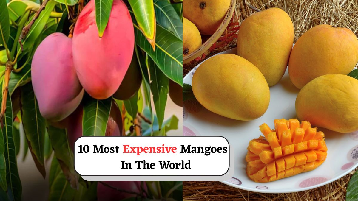 List Of 10 Most Expensive Mango Varieties In The World: Japan’s Rare Variety Costs Up To Rs 3 Lakh Per Kg
