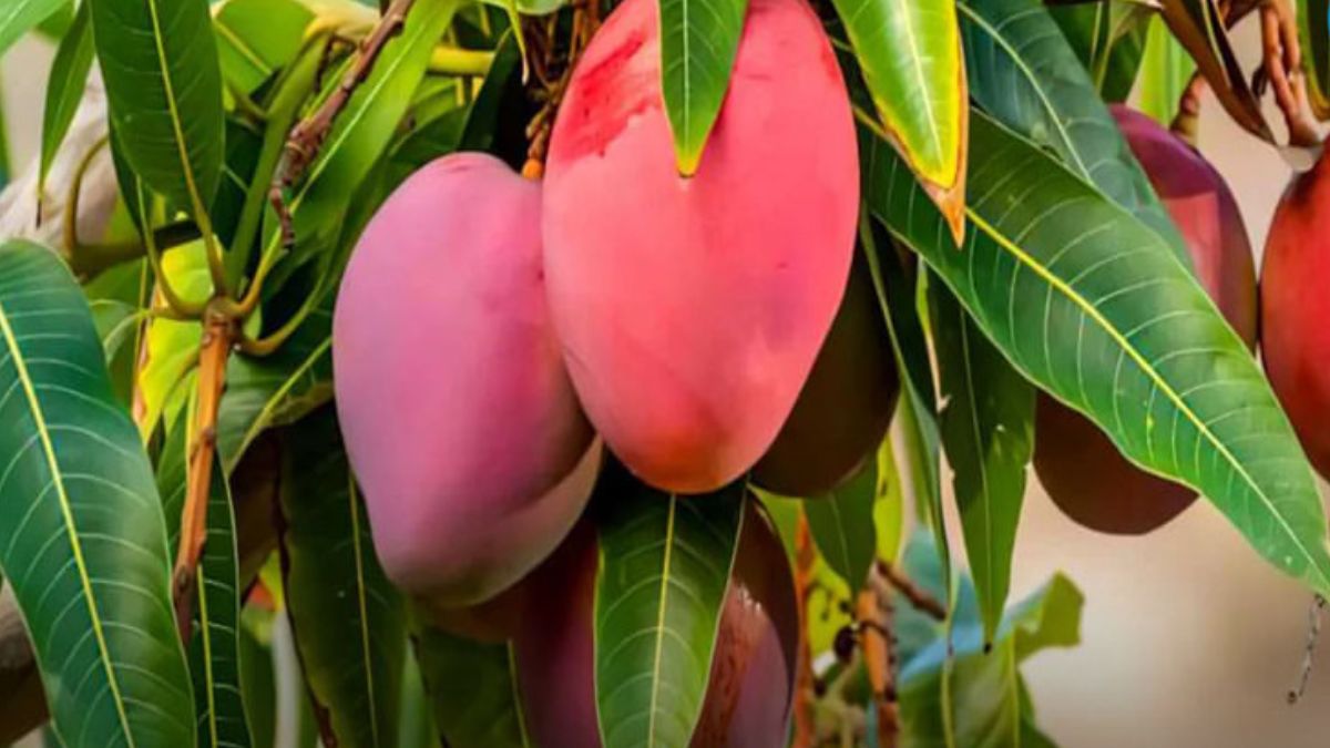10 most expensive mangoes in the world (1)