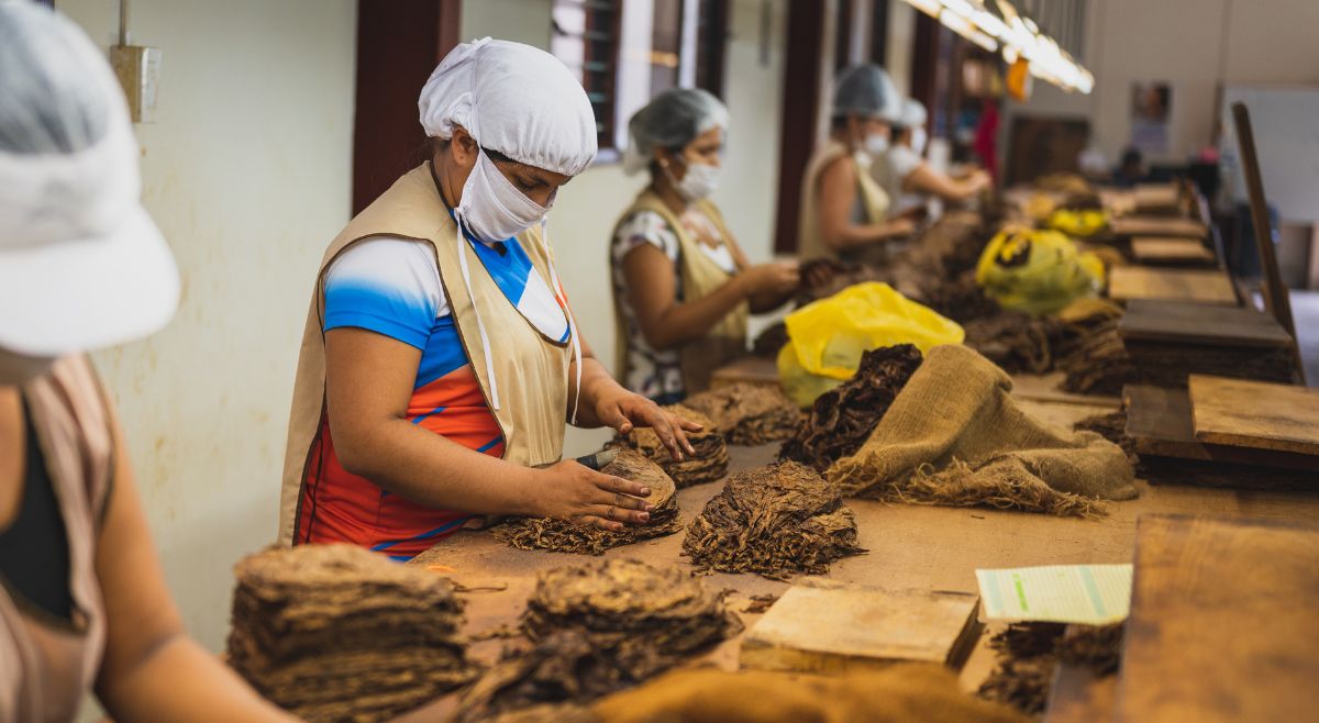 List Of Top 8 Largest Tobacco-Producing Countries: India Is One Of The Top 3
