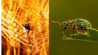 What Is Fusarium Graminearum Smuggled By Chinese Couple Into US, And Why Did FBI Label It Agroterrorism?