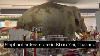Elephant Walks Into Thai Store Like Boss In Viral Video; Internet Says It's Just 'Another Normal Day In Khao Yai'