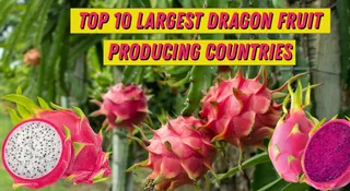 List Of Top 10 Dragon Fruit Producing Countries In The World: Why Are They Expensive In India?

