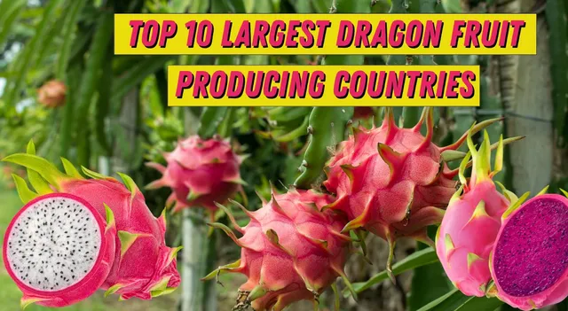 list-of-top-10-dragon-fruit-producing-countries-in-the-world-why-are-they-expensive-in-india