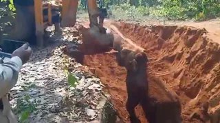 Baby Elephant Thanks JCB With Adorable Gesture After Rescue; Heartwarming Moment Wins The Internet