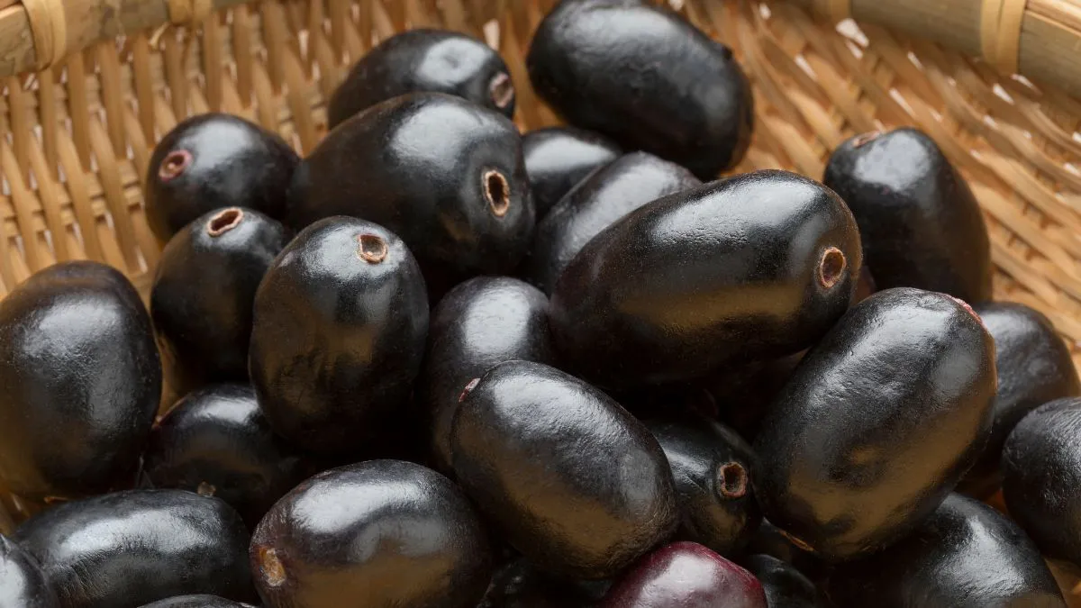 is-jamun-effective-in-managing-blood-sugar-levels-know-from-expert