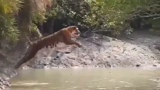 Tiger Stuns With Gravity-Defying 30-Foot Leap In Viral Video;  Internet In Awe Of Nature’s Power