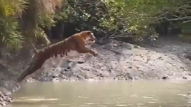 tiger-stuns-with-gravity-defying-30-foot-leap-in-viral-video-internet-in-awe-of-natures-power
