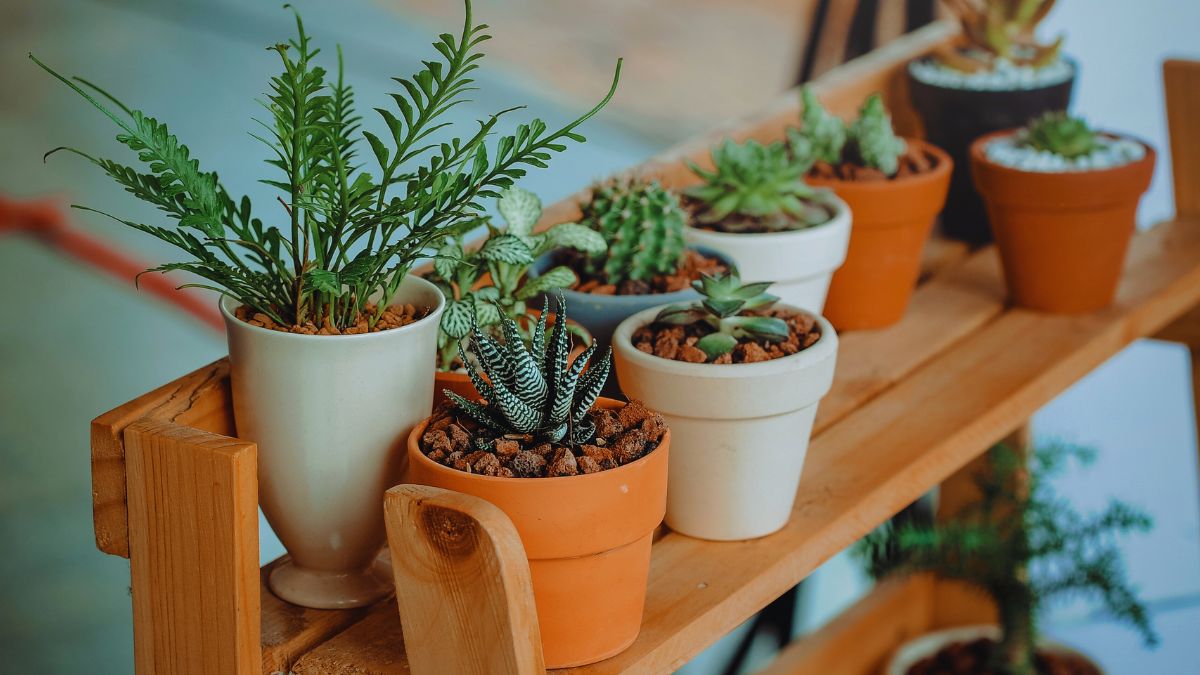 5-unlucky-plants-according-to-vastu-shastra-that-can-invite-poverty-stagnation-and-negativity
