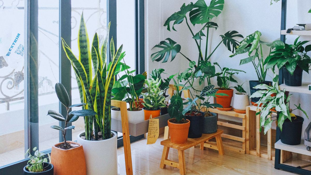 unlucky-plants-home-vastu-shastra