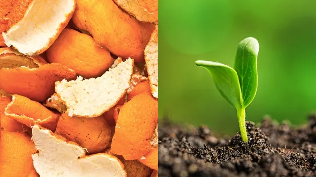 6-fruit-veggie-peels-that-make-powerful-organic-plant-fertilisers