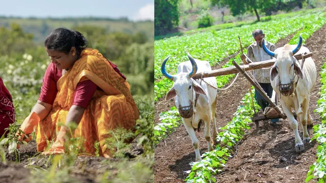 eruvaka-purnima-2025-date-time-significance-and-rituals-of-this-event-celebrated-in-andhra-pradesh