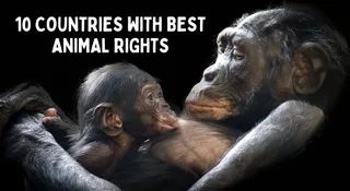 List Of Top 10 Countries With Best Animal Rights In The World: Know Where India Ranks
